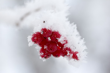 frozen red beeries in ice cold winter