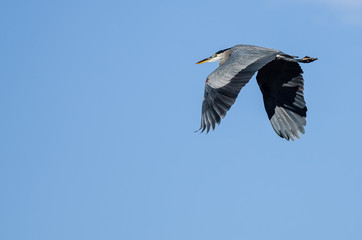 Great Blue Heron Flying in a Blue Sky