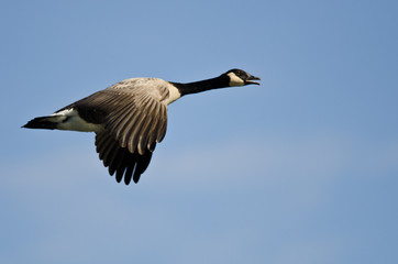 Canada Goose Flying in a Blue Sky