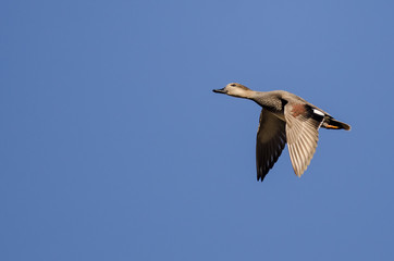 Gadwall Flying in a Blue Sky