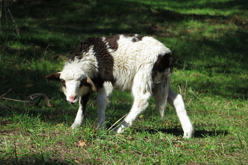 Agnello