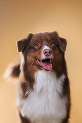 Dog breed Australian Shepherd, Aussie, portrait in the studio