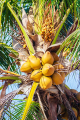 Close up on amazing coconut tree that its bunchs and nuts are yellow colour hanging at Hadnamrin Beach, Ban Chang, Rayong, Thailand.