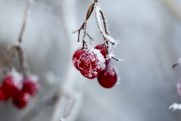 red beeries in winter ice cold