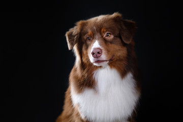 Dog breed Australian Shepherd, Aussie, portrait in the studio