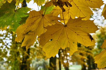 Close up of the surface of a leaf in autumn in Poland.