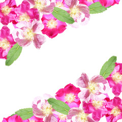 Beautiful floral background with dogrose 