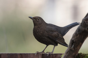 Blackbird, Turdus merula