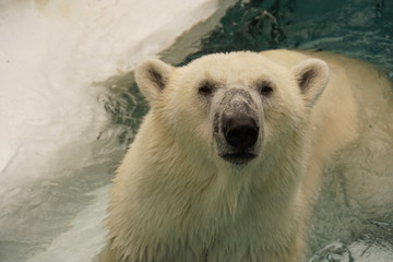 Fototapeta premium ホッキョクグマ