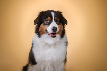 Dogs breed Australian Shepherd, Aussie, portrait in the studio