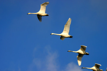 Swans in flight UK