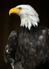 Portrait of a Bald Eagle