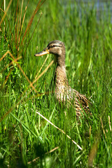 Female mallard duck in long grass Grasmere 
