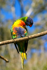 Perched lorikeet in Brisbane Australia