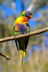 Perched lorikeet in Brisbane Australia