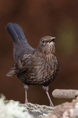 Blackbird, Turdus merula