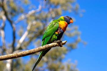 Perched lorikeet in Brisbane Australia