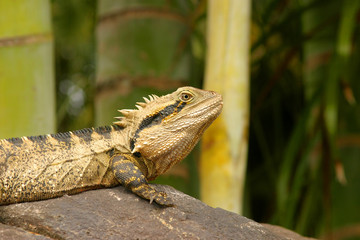 Iguana 