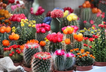 Mix of beautiful cactuses