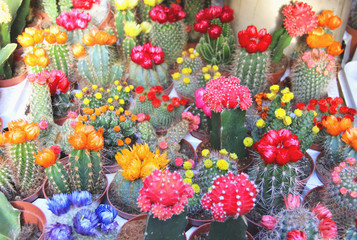 Mix of beautiful cactuses