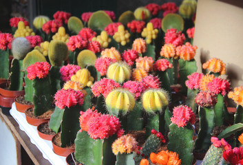 Mix of beautiful cactuses