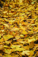 The ginkgo tree leaves closeup in autumn 