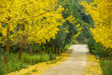 The ginkgo trees scenery in autumn 