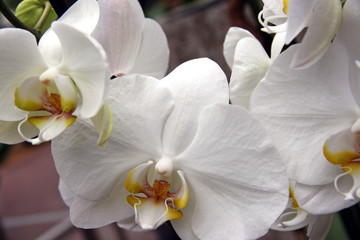 Naklejka na ściany i meble Big white orchid / White big orchids in garden