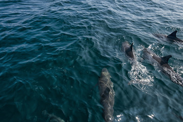 Naklejka premium Group of happy free dolphins.