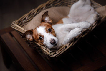 Dog Jack Russell Terrier 

portrait in the studio - obrazy, fototapety, plakaty