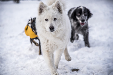 Pigeon looking for food on a naked branch in winter