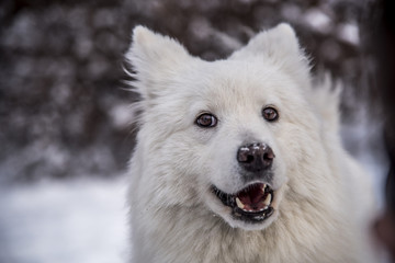 Obraz premium Pigeon looking for food on a naked branch in winter