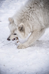 Fluffy cute samoyed dog playing with a stick in snow, winter fun
