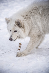 Obraz premium Fluffy cute samoyed dog playing with a stick in snow, winter fun