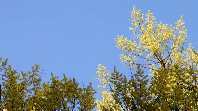 Blooming Yellow Acacia 2