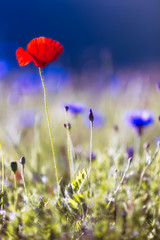 Blooming poppy with blue background