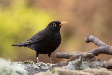 Blackbird, Turdus merula