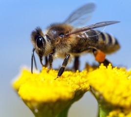 bee or honeybee in Latin Apis Mellifera