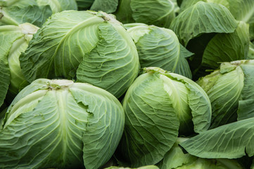 Fototapeta premium The cabbage closeup 
