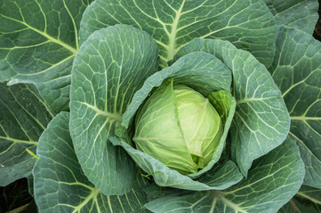 Fototapeta premium The cabbage closeup 
