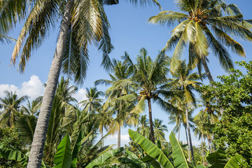 Obraz premium Palms background