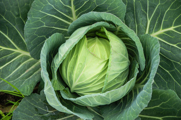 The cabbage closeup 