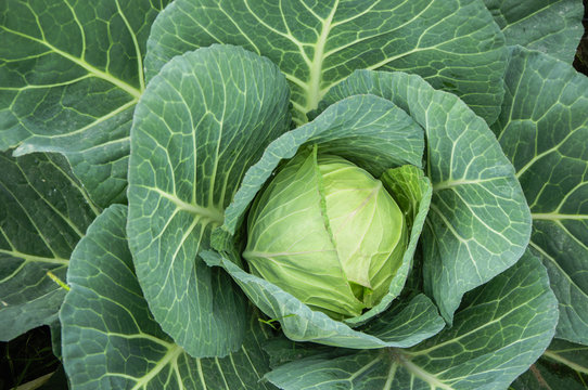 The cabbage closeup 
