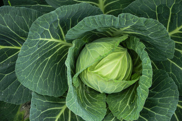 Fototapeta na wymiar The cabbage closeup