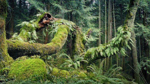 Passing Fern Covered Trees In The Woods