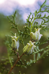 Pinecone buds on a pine tree closeup