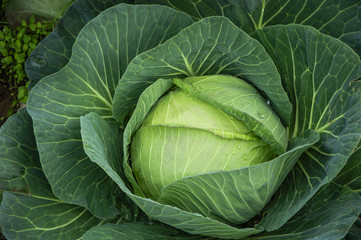 Obraz premium The cabbage closeup