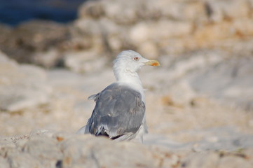 Möwe