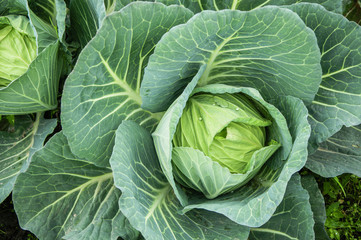 The cabbage closeup