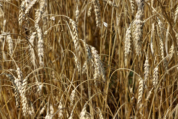 Ears of golden wheat closeup in sunny summer day - abstract background